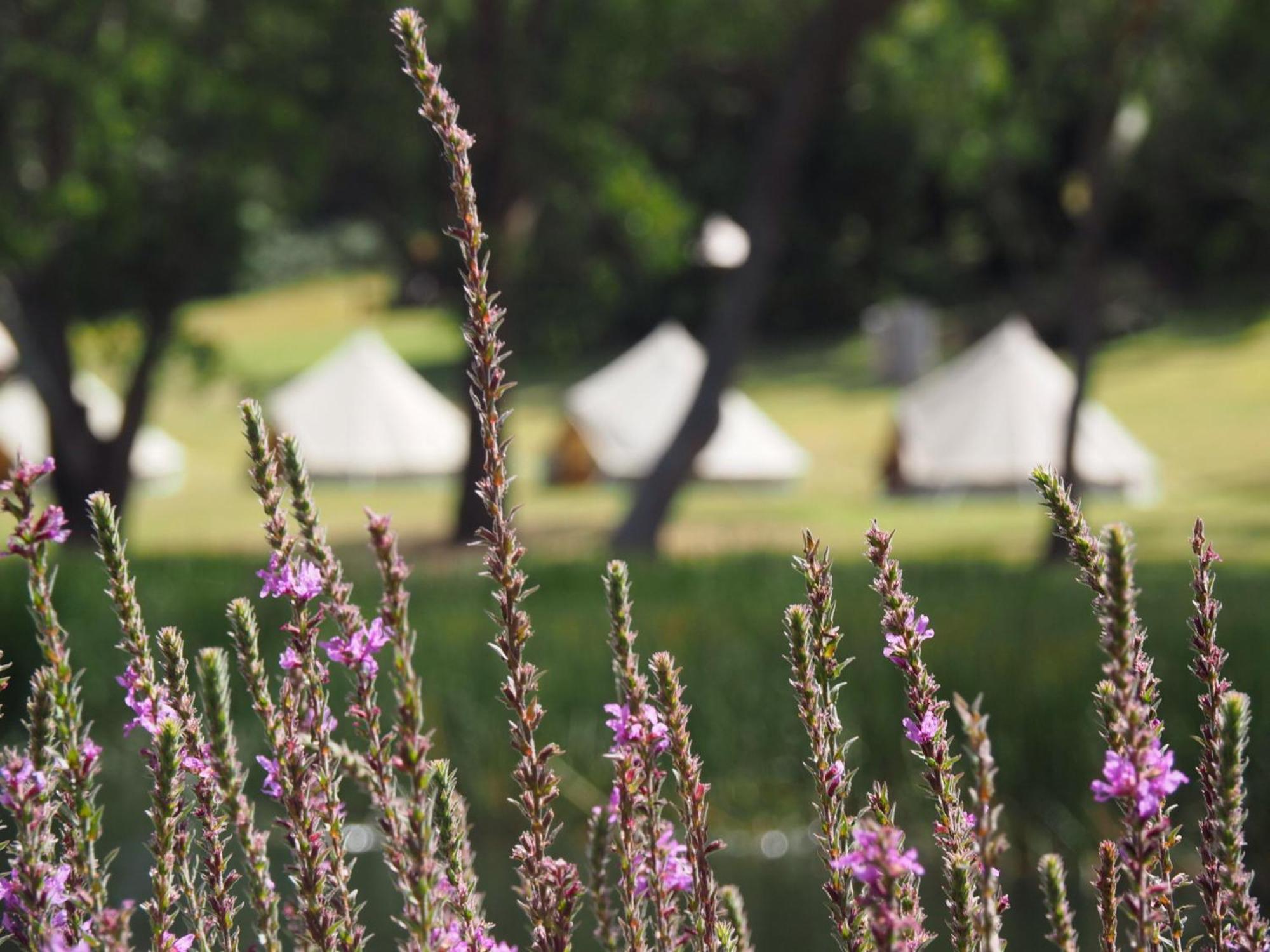 Iluka Retreat Glamping Village Red Hill South Ngoại thất bức ảnh